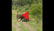 Lioness tries to attack buffalo in this viral video; what happens next will surprise you