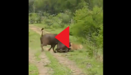 Lioness tries to attack buffalo in this viral video; what happens next will surprise you