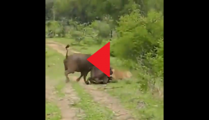 Lioness tries to attack buffalo in this viral video; what happens next will surprise you