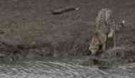 Terrifying! Hungry crocodile attacks cheetah, drags it into water [WATCH]