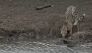 Terrifying! Hungry crocodile attacks cheetah, drags it into water [WATCH]