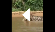 Jaguar dives into water to catch crocodile; know what happens next in this viral video