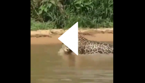 Jaguar dives into water to catch crocodile; know what happens next in this viral video