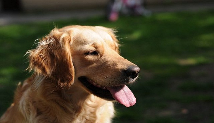 US man shot dead by pet dog in freak hunting accident