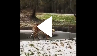 Funny Tiger Video: Tiger walks on thin ice; what happens next is hilarious!