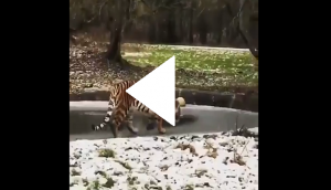 Funny Tiger Video: Tiger walks on thin ice; what happens next is hilarious!