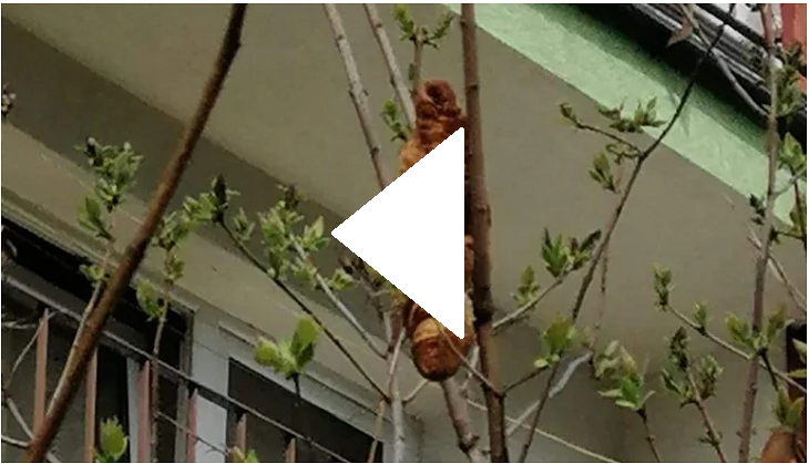 Woman finds headless creature on tree; know what she does next