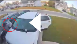 Woman gets scared after bobcat attacks her; know what happens next