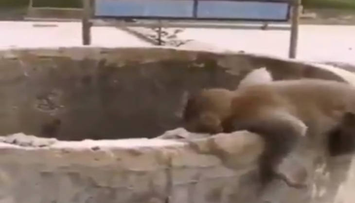 Monkey's Baby