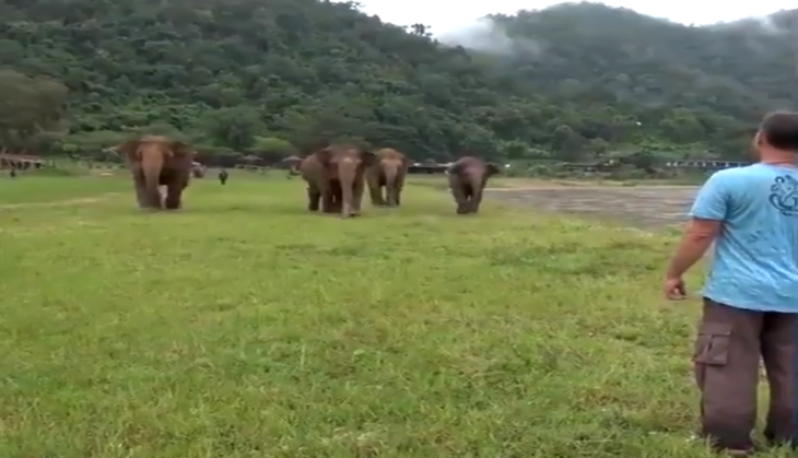 Elephant and Man