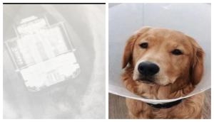 Dog swallows owner's AirPods; what happens next will surprise you!