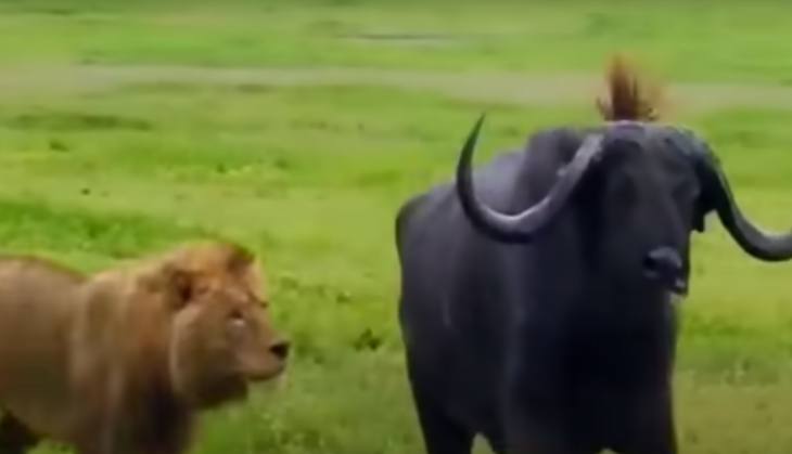 Lion and Buffalo