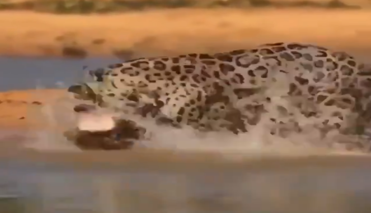 Leopard attacks crocodile
