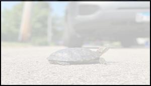 Woman gets hit by flying turtle; what happens next is horrifying!