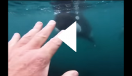 Man comes face-to-face with two killer whales while swimming; watch what he does next
