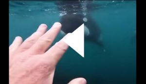 Man comes face-to-face with two killer whales while swimming; watch what he does next