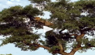 Unseen video of leopard and lioness fight on tree; clip will make you say OMG!