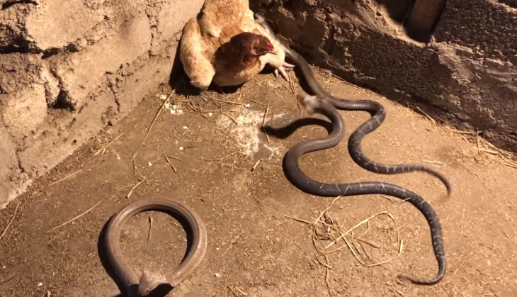 Cobra and Chicken