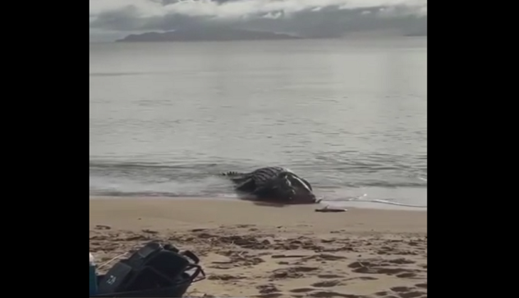‘Monster’ crocodile eats two baby sharks; video will haunt you!
