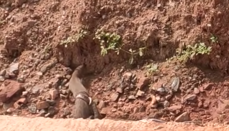 snake and mongoose fight