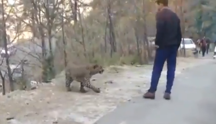 Leopard_208795
