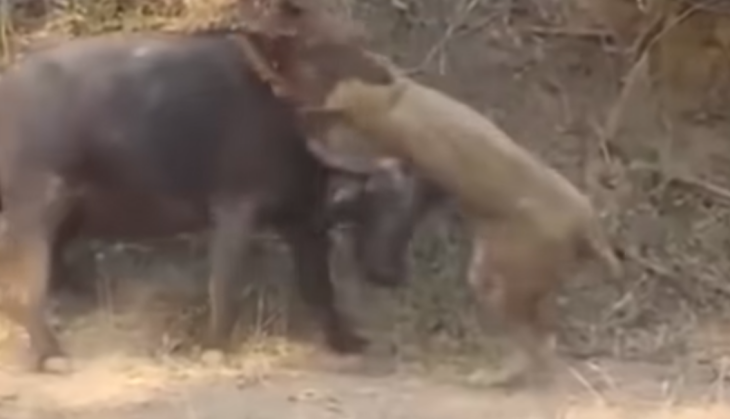 Lion trying to hunt buffalo