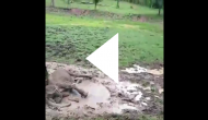 Female elephant gets stuck in mud; watch her rescue operation