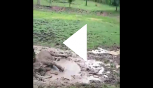 Female elephant gets stuck in mud; watch her rescue operation