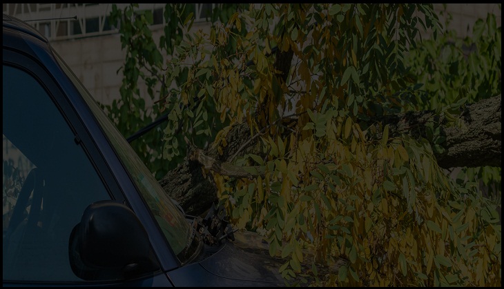 Tree struck by lightning crashes into man’s car; know what happens next