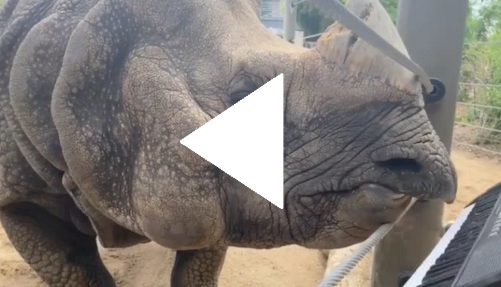 Awdorable! Rhino plays keyboard on his 12th birthday; video goes viral