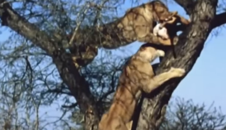 Lion snatches leopard prey