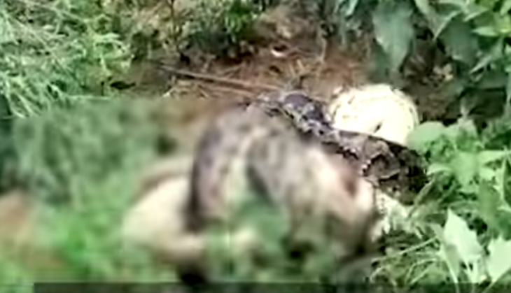 Python and monkey