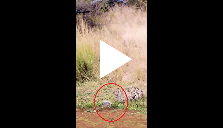 Crocodile tries to attack Cheetah; what happens next will amuse you!