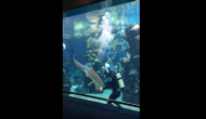 Aquarium worker rubs belly of leopard shark; know what happens next
