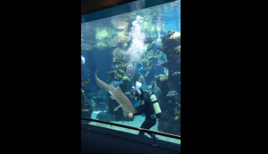 Aquarium worker rubs belly of leopard shark; know what happens next