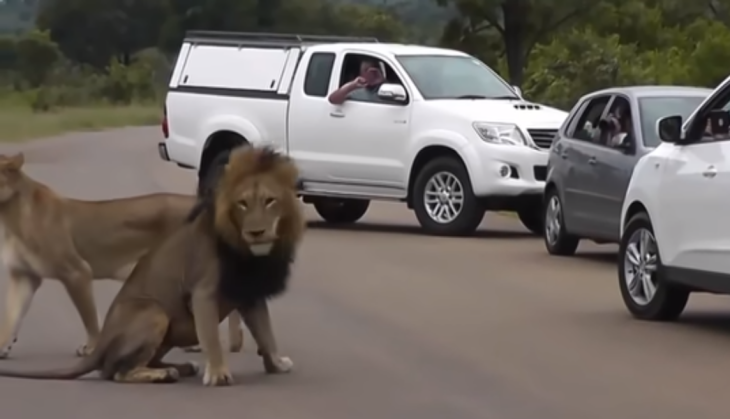 Lion and Lioness