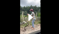 Woman catches huge snake with bare hands; video will give you goosebumps!