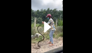 Woman catches huge snake with bare hands; video will give you goosebumps!