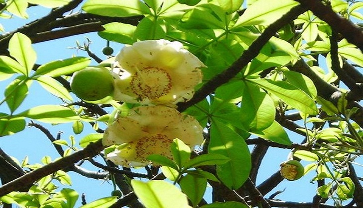 Uttarakhand Forest Dept conserves 73 rare, threatened, endangered plant species