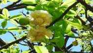 Uttarakhand Forest Dept conserves 73 rare, threatened, endangered plant species