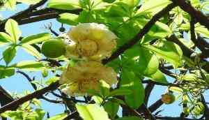 Uttarakhand Forest Dept conserves 73 rare, threatened, endangered plant species