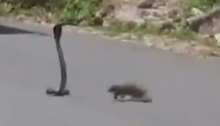Mongoose and snake fight