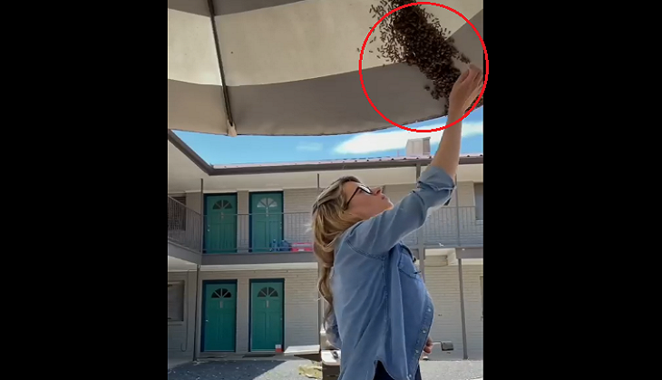 OMG! Woman removes swarm of bees with bare hands; video will leave you stunned