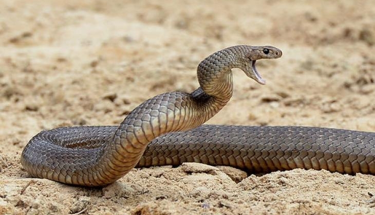 Snake