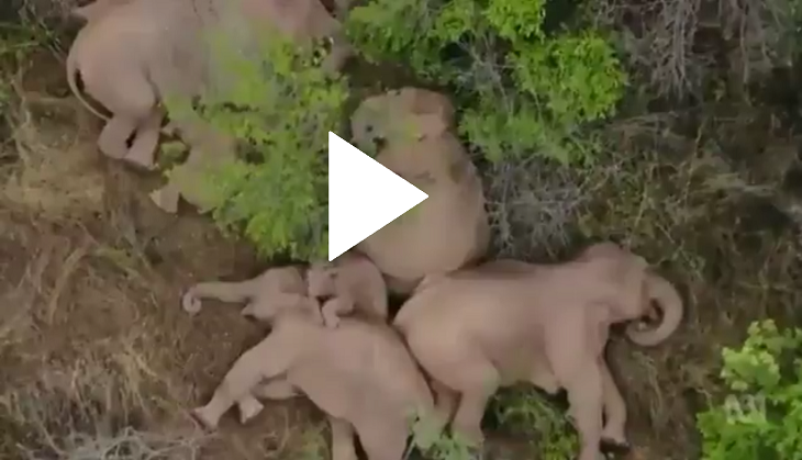 This video of sleeping elephant family will make you say awdorable!