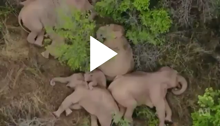 elephant_sleeping