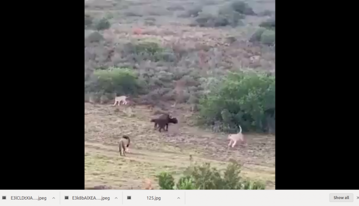 viral video Buffalo