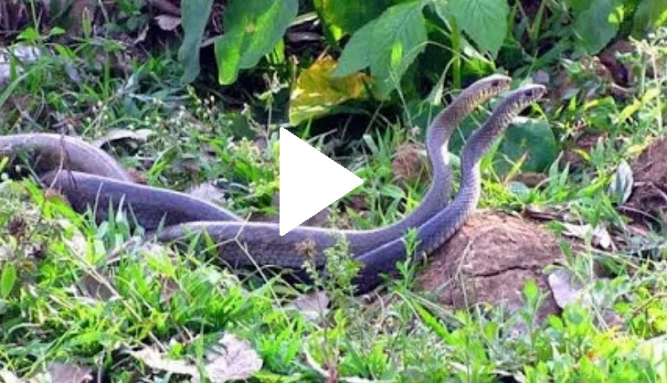 Have you ever seen snake couple dance? Watch the rare view