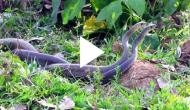 Have you ever seen snake couple dance? Watch the rare view