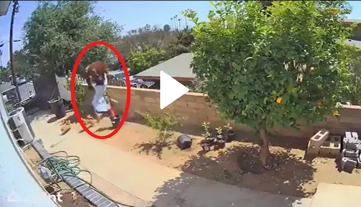 17-year-old girl pushes bear off the wall; know shocking reason